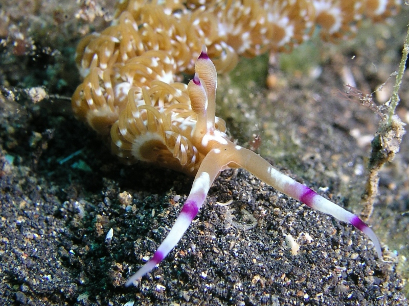 Nudi Branch